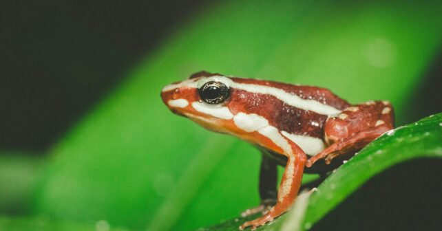 Rana venenosa vinculada a Navalni se convierte en mascota exótica