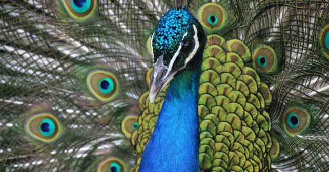 Una invasión de pavos reales en un pueblo italiano se 'viraliza' en RRSS
