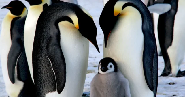 Les parents de manchots empereurs adorent leur poussin pelucheux