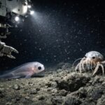 À 9700 mètres de profondeur les caméras dʼun sous-marin japonais ont filmé des créatures que personne nʼavait observées