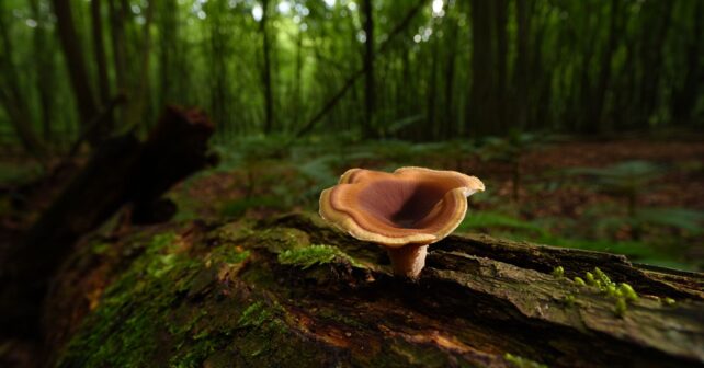 Ce champignon découvert dans une forêt française pourrait survivre à des conditions que lʼon croyait mortelles pour le vivant