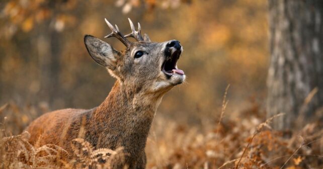 Comment sʼappelle le cri du chevreuil ? Et pourquoi on lʼentend surtout en automne