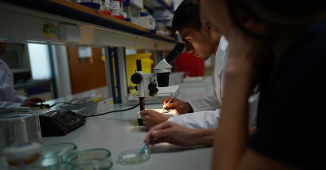 Pour la première fois des chercheurs parviennent à faire repousser un nerf endommagé chez un mammifère adulte
