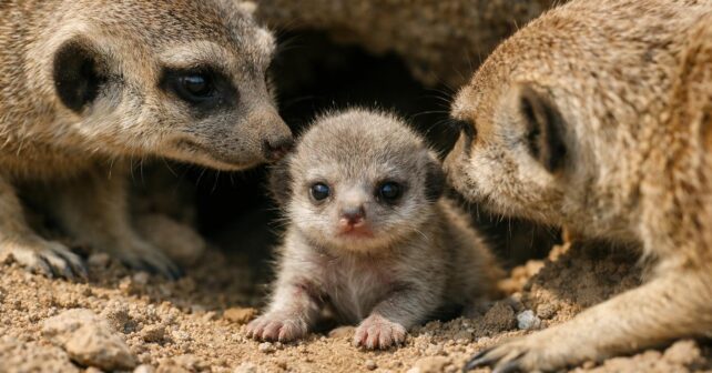 Première naissance depuis huit ans : un bébé suricate voit le jour dans ce parc animalier de lʼOuest
