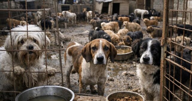 Scandale dans l’Allier: un élevage débordé, des chiens bien trop nombreux et accueillis dans des conditions indignes