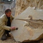 Un fossile de reptile marin vieux de 150 millions dʼannées découvert dans une carrière du Jura par un géologue amateur