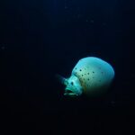 Une espèce de poisson abyssal jamais observée auparavant filmée à plus de 7000 mètres dans une fosse océanique
