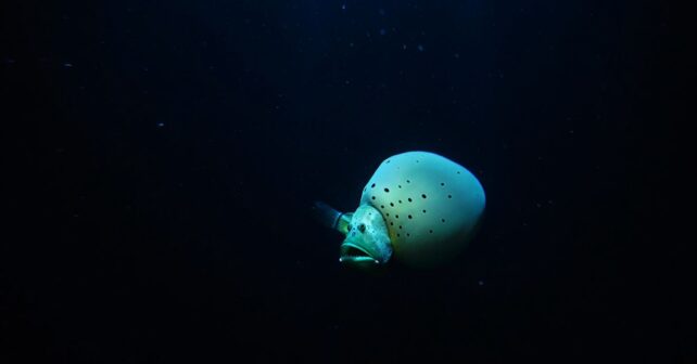 Une espèce de poisson abyssal jamais observée auparavant filmée à plus de 7000 mètres dans une fosse océanique