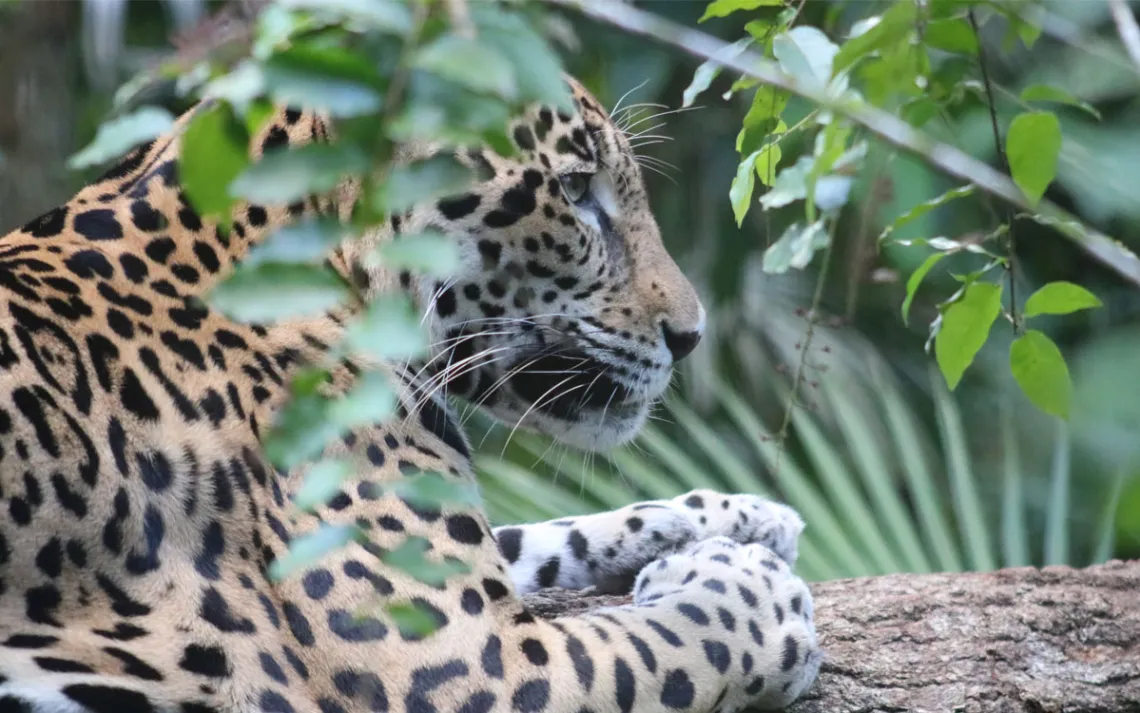 Un jaguar, vu à travers les branches, posé sur une branche.