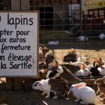 300 lapins à adopter pour deux euros avant la fermeture dʼun élevage de la Sarthe