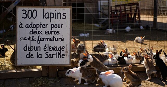 300 lapins à adopter pour deux euros avant la fermeture dʼun élevage de la Sarthe