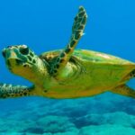 39 tortues marines retournent à la mer à Palma de Majorque après un an de soins