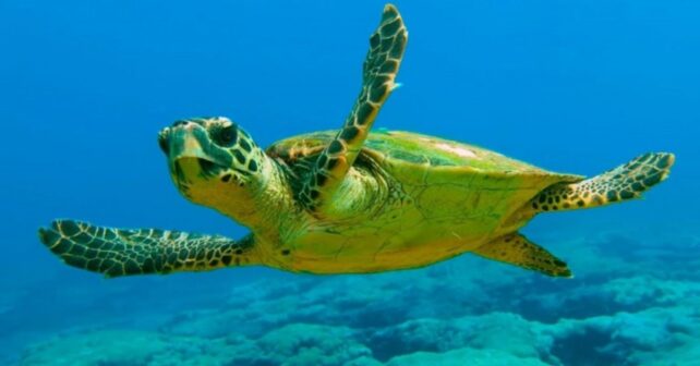 39 tortugas marinas vuelven al mar en Palma tras su nacimiento en Can Pere Antoni