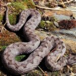 5 signes pour détecter instantanément si un serpent est venimeux et comment se protéger si vous en rencontrez un cet été
