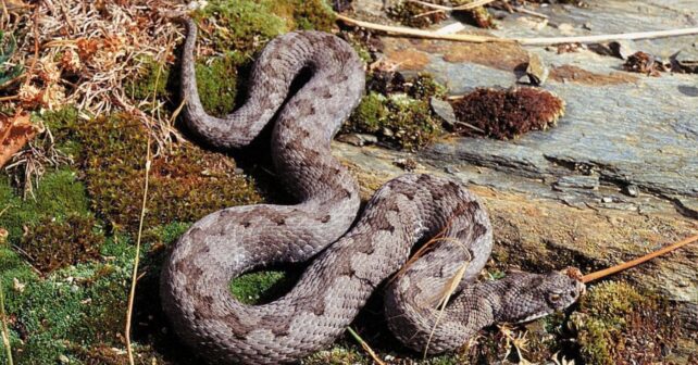 Víbora venenosa en una zona rocosa de España mostrando varias características típicas de identificación.