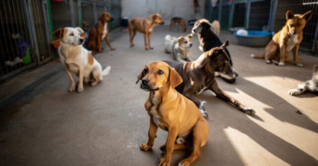 60 chiens cherchent une famille en urgence avant la fermeture définitive de leur refuge dans lʼOise