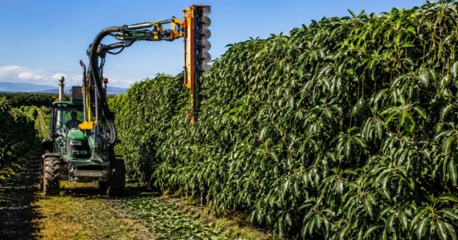 Máquina aplicando la Poda Aragonesa en una plantación de aguacates para crear árboles más bajos y mecanizables