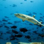 Alors que le monde attend que les grandes puissances agissent, la Papouasie-Nouvelle-Guinée présente un projet visant à protéger 200 000 km² de l'océan le plus riche en biodiversité du monde en interdisant la pêche.