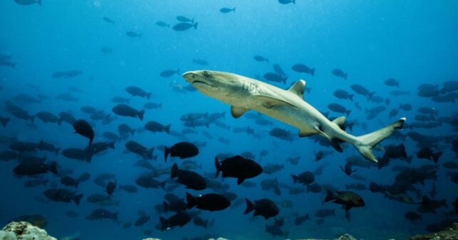 Tiburón de arrecife nadando en la futura reserva marina protegida de Manus, Papúa Nueva Guinea