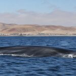Après 60 ans d'études, les scientifiques hurlent d'enthousiasme : ils étaient sur le point de disparaître et voilà que les rorquals bleus reviennent dans l'Atlantique, 40 ans après la fin de la chasse commerciale.