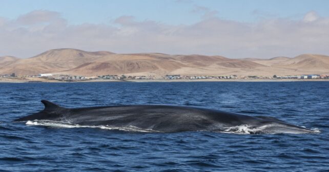 Ballena azul nadando en el Atlántico Sur, donde científicos han detectado su regreso tras décadas de ausencia,