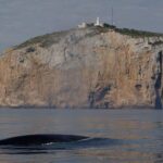 Après avoir observé 62 spécimens en un mois, les biologistes confirment que la saison des baleines à Denia a déjà commencé et que ce qui va se passer cet été est spectaculaire.
