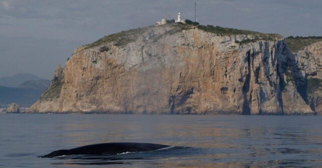 Rorcual común frente al cabo de San Antonio durante la temporada de avistamiento de ballenas en Dénia.