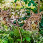 Après la disparition du loup, les biologistes célèbrent le retour du lynx en province de Liège : ils attendent 75 spécimens dans les prochaines décennies