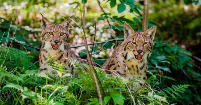 Dos linces boreales ocultos entre la vegetación de un bosque europeo, especie que podría regresar a la provincia de Lieja en Bélgica.