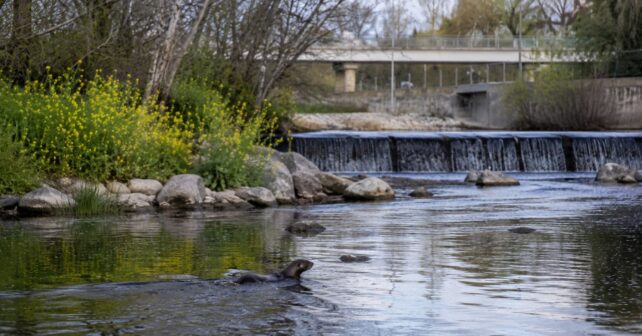 Nutria nadando en el río Manzanares de Madrid tras su regreso al cauce urbano después de más de 50 años.