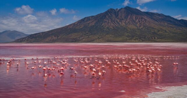 Flamencos en las aguas rojizas y alcalinas del Lago Natron, Tanzania, conocido por conservar animales como si fueran piedra.