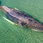 Baleine à bosse Timmy : la triste fin du cétacé qui a fait vibrer l'Allemagne