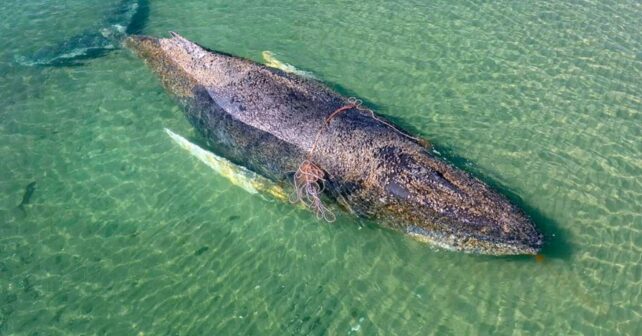Baleine à bosse Timmy : la triste fin du cétacé qui a fait vibrer l'Allemagne