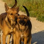 Barcelone crée le plus grand refuge pour animaux durable pour sauver les chiens et les chats abandonnés à côté de Collserola