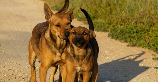 Barcelona crea el mayor refugio animal sostenible para rescatar perros y gatos abandonados