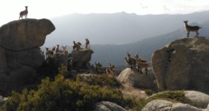 Grupo de cabras montesas sobre las rocas de La Pedriza, en la Sierra de Guadarrama, donde la sobrepoblación amenaza la flora protegida..