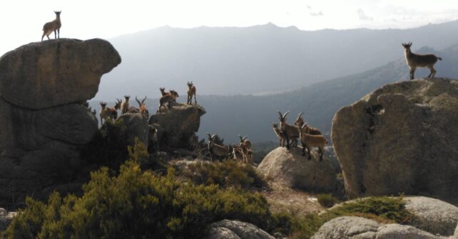 Grupo de cabras montesas sobre las rocas de La Pedriza, en la Sierra de Guadarrama, donde la sobrepoblación amenaza la flora protegida..