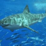 Ce qui pourrait être une étape sans précédent dans l'histoire est en réalité le cauchemar des biologistes : ils viennent d'observer pour la première fois un grand requin blanc en Méditerranée et l'inquiétude est maximale parmi les experts.