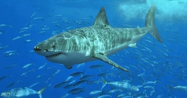 Gran tiburón blanco nadando en aguas abiertas del Mediterráneo
