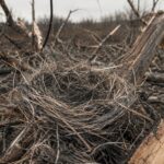 Cela semble cruel, mais les oiseaux ukrainiens profitent des déchets de guerre pour faire leurs nids avec des câbles à fibres optiques provenant de drones