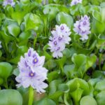 Cela semble étrange mais depuis le 19 juin, il est interdit d'acheter ces plantes que nous avons tous dans le jardin car elles détruisent les écosystèmes et propagent des maladies.