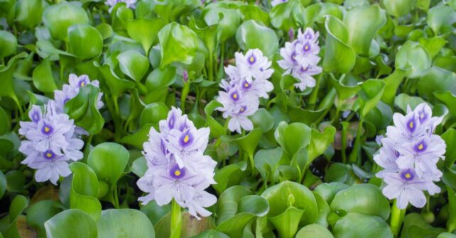 Jacinto de agua (Eichhornia crassipes), una planta invasora cuya venta quedará prohibida en Michigan desde junio de 2026