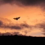 Cordoue fait des chauves-souris ses meilleures alliées contre les moustiques sans utiliser de produits chimiques