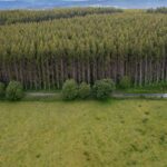 Dans les années 60, les scientifiques pensaient que c'était la solution au plus grand problème écologique de l'Espagne. 60 ans plus tard, il est devenu un monstre qui détruit la faune locale.