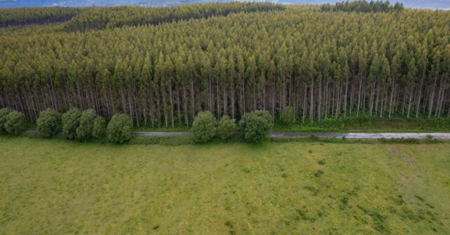 Plantación de eucaliptos en Galicia donde un estudio alerta de la pérdida de aves y biodiversidad.