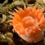 Deep Arctic révèle des espèces inédites, surprenant les scientifiques
