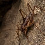 Des biologistes entrent dans un tunnel de 25 mètres sur une île grecque et découvrent une créature troglodyte inconnue de la science qui laisse les experts sans voix en raison de sa ressemblance avec la créature la plus redoutée de Tolkien.