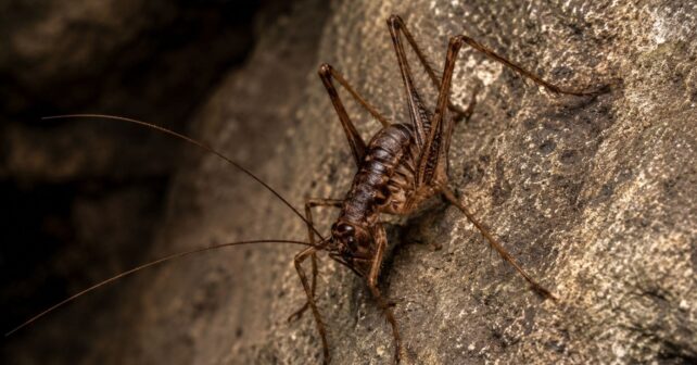 Dolichopoda balrogi, nueva especie de grillo cavernícola descubierta en un túnel de la isla griega de Kastellorizo.