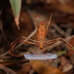 Des chercheurs découvrent une araignée australienne qui tisse des toiles aux propriétés jamais vues auparavant dans aucun autre matériau, confirmant que le règne animal a toujours une longueur d'avance sur les humains.