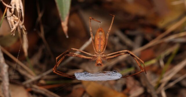 Araña australiana Asianopis subrufa sosteniendo su red de seda hiperelástica utilizada para capturar presas